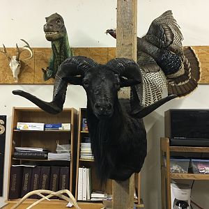 Black Hawaiian Ram Shoulder Mount Taxidermy