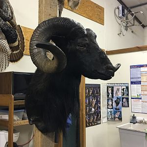 Black Hawaiian Ram Shoulder Mount Taxidermy