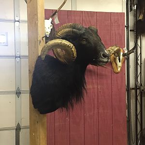 Black Hawaiian Ram Shoulder Mount Taxidermy