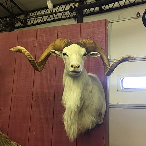 Dall Sheep Shoulder Mount Taxidermy