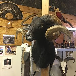 Black Hawaiian Ram Shoulder Mount Taxidermy