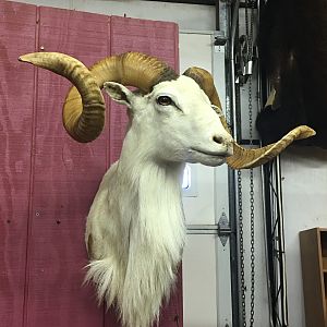 Dall Sheep Shoulder Mount Taxidermy