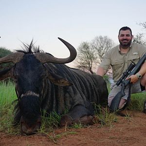 Hunting Blue Wildebeest in Namibia