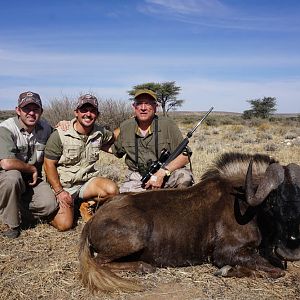 Black Wildebeest Hunt Namibia