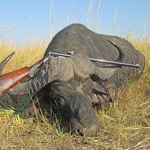 Namibia Hunt Cape Buffalo