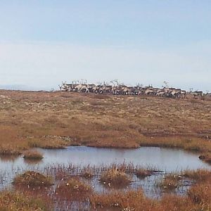 Caribou in Norway