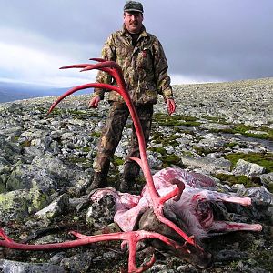 Norway Hunt Caribou