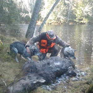 Norway Hunting Moose