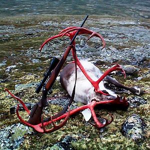 Caribou Hunt in Norway