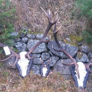 Stag European Skull Mount Taxidermy