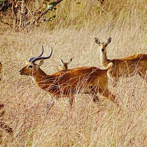 Western Kob Benin