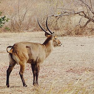 Defassa Waterbuck Benin