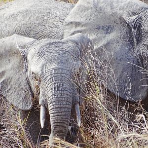 Elephant Benin