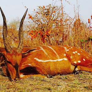 Hunt Harnessed Bushbuck in Benin