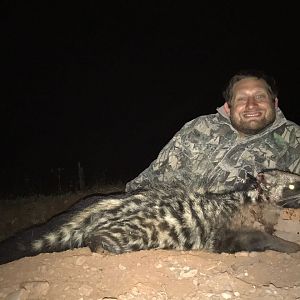 Hunt African Civet Cat South Africa