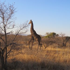 Giraffe South Africa