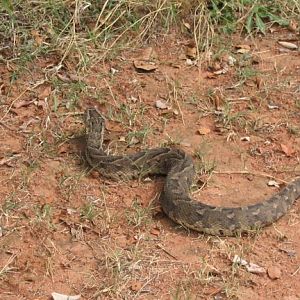 Puff Adder