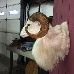 Dall Sheep Shoulder Mount Taxidermy