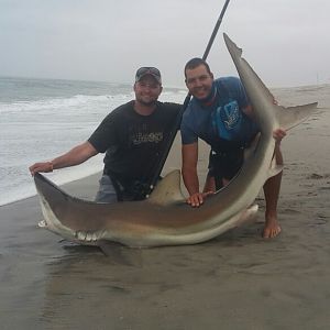 Bronze Whaler Shark Fishing Namibia