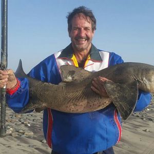 Spotted Gulley Shark Fishing Namibia