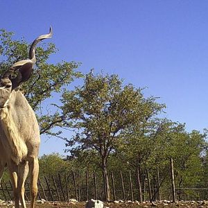 Trail Cam Pictures of Kudu Namibia