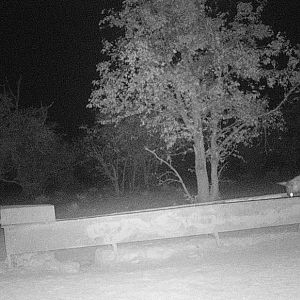 Brown Hyana Trail Cam Pictures Namibia