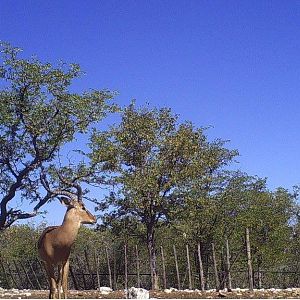 Namibia Impala Trail Cam Pictures