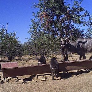 Namibia Trail Cam Pictures Baboon & Kudu