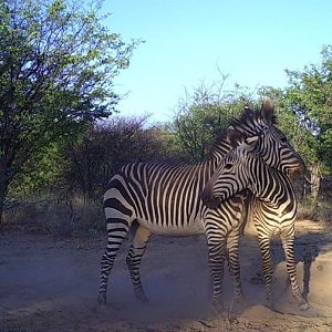 Hartmann's Mountain Zebra Trail Cam Pictures Namibia