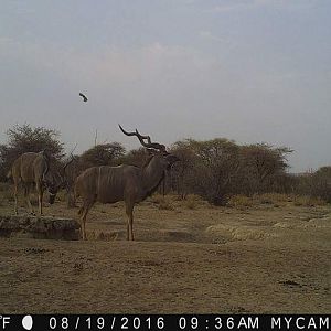 Kudu Trail Cam Pictures Namibia