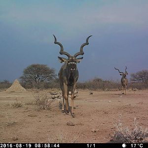 Media 'Trail Cam Pictures of Kudu Nambia' in category 'Trail Cam'