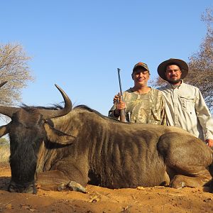 South Africa Hunting Blue Wildebeest