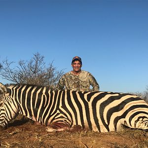 Burchell's Plain Zebra Hunt South Africa