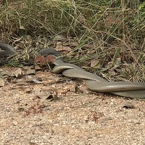 Black Mamba males sparring