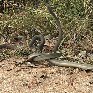 Black Mamba males sparring