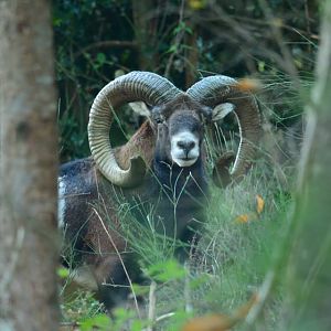 Mouflon France Hunt