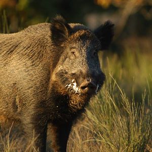 Wild Boar France Hunt