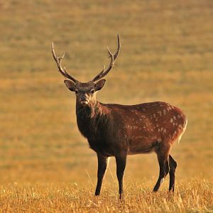 Sika Deer France Hunt