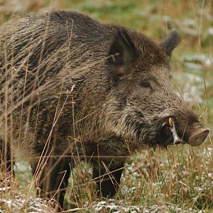 Wild Boar Hunt in France