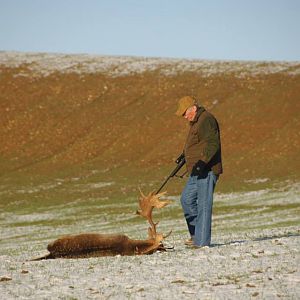 Fallow Deer Hunt France