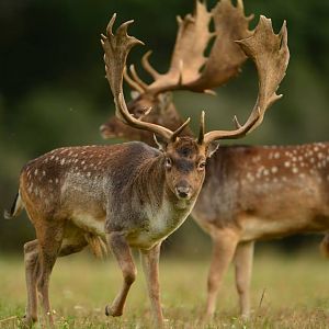 Fallow Deer Hunt in France