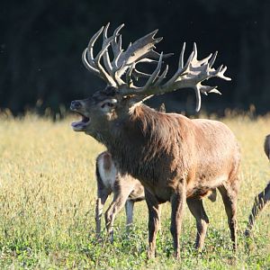 Red Deer Hunting in France