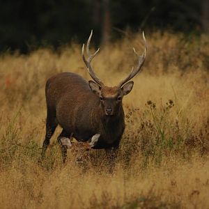 Sika Deer hunting in France