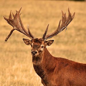 Hunt Red Deer in France