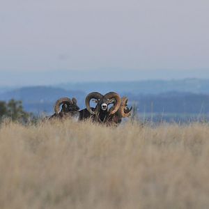 Hunt Mouflon