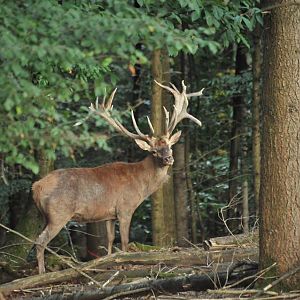 Hunt Red Deer France