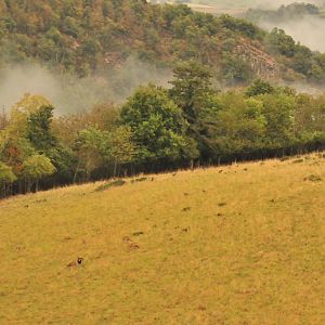 Hunt Mouflon in France