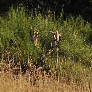 Hunting Red Deer France