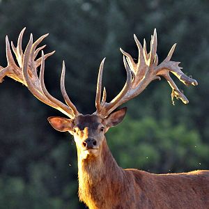 Hunting Red Deer France