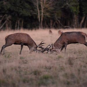 Hunting Red Deer in France